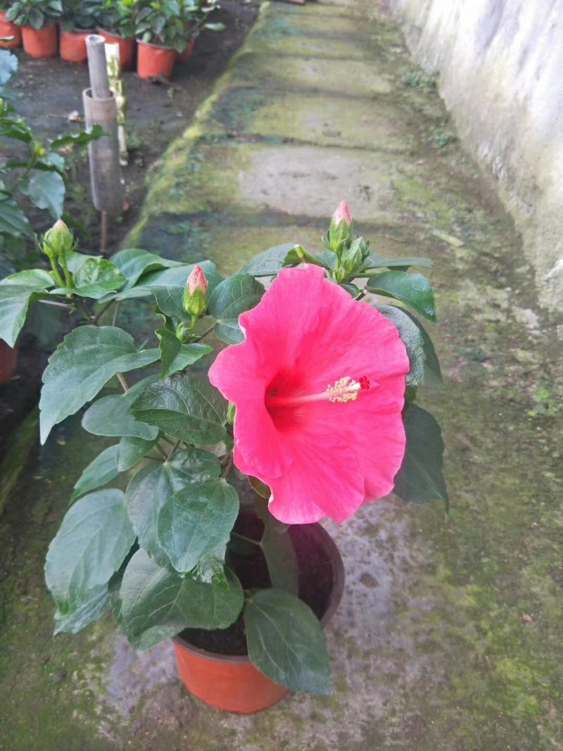 丹麦木槿