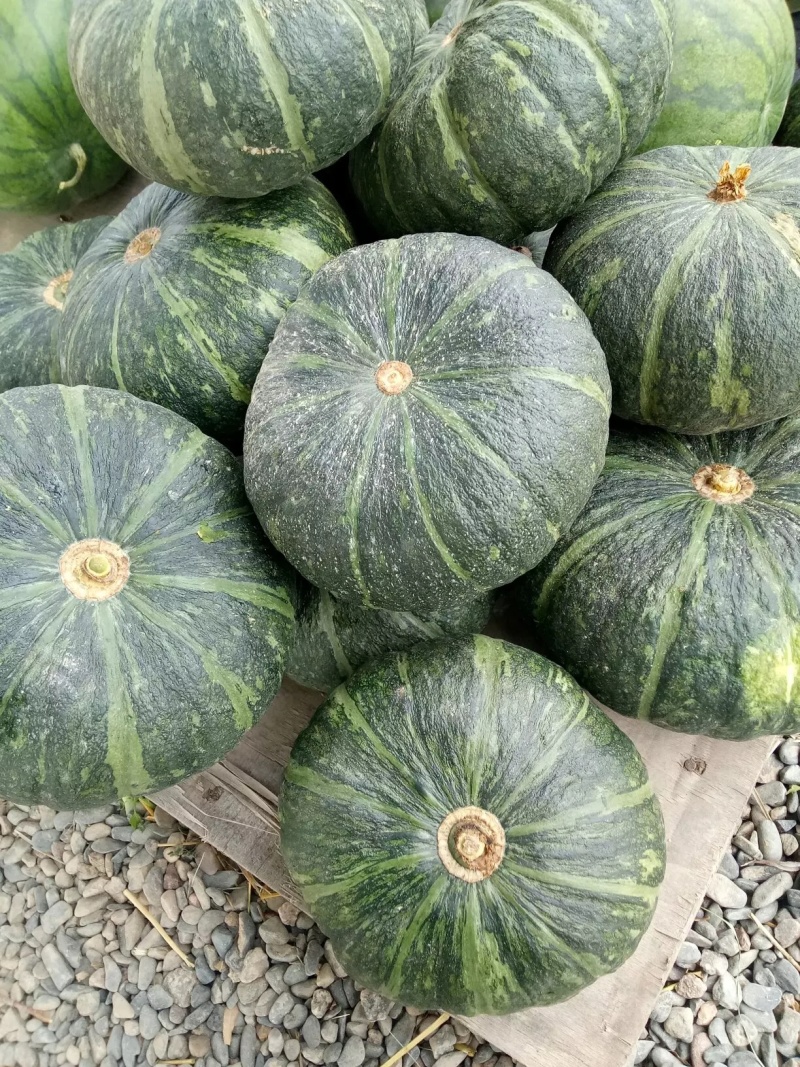 甜蜜南瓜南瓜甘肃南瓜包上车板栗南瓜欢迎来电