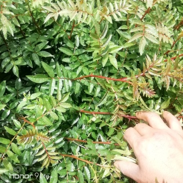 花椒苗