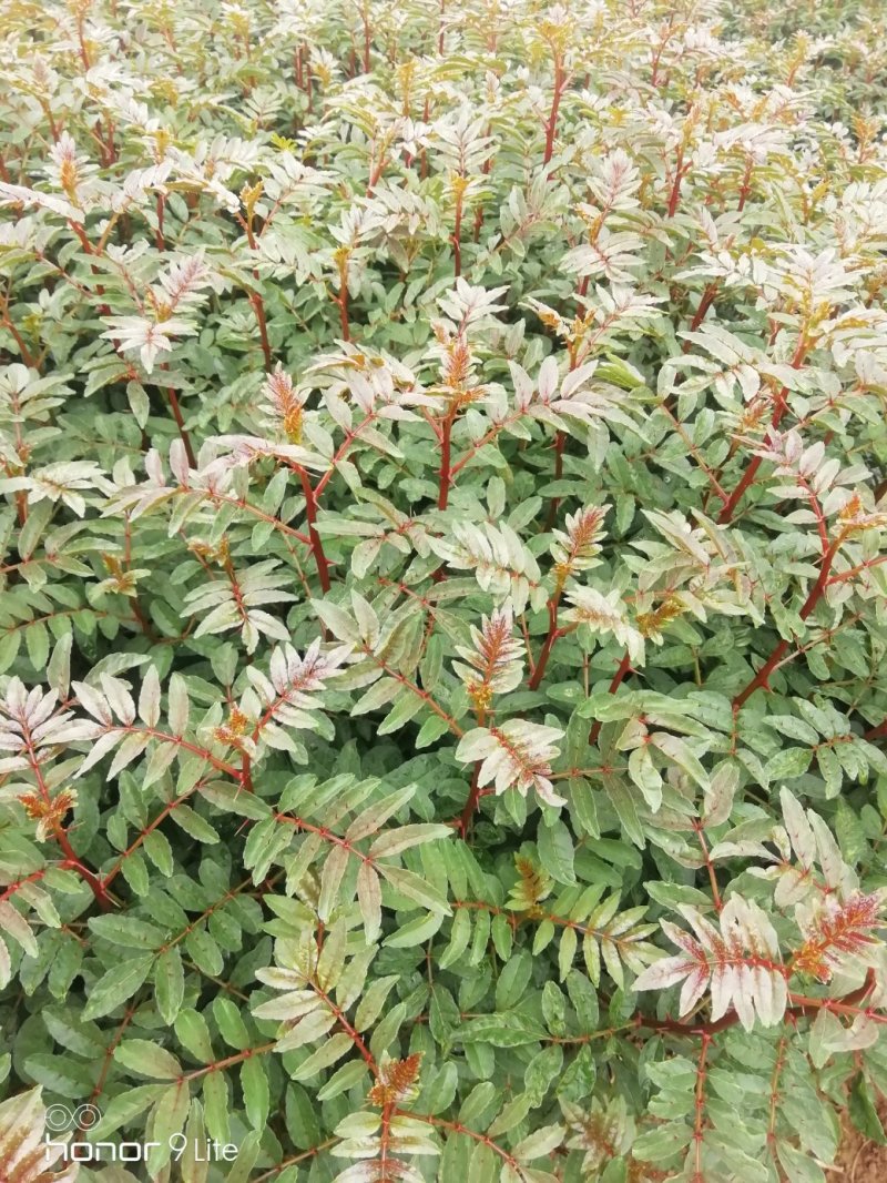 花椒苗
