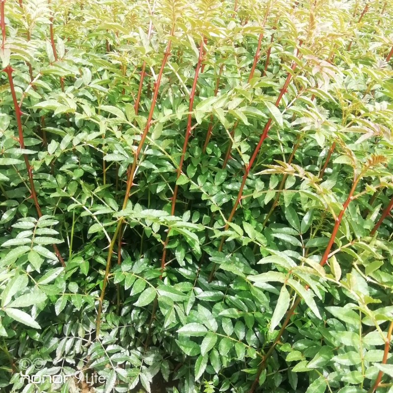 花椒苗