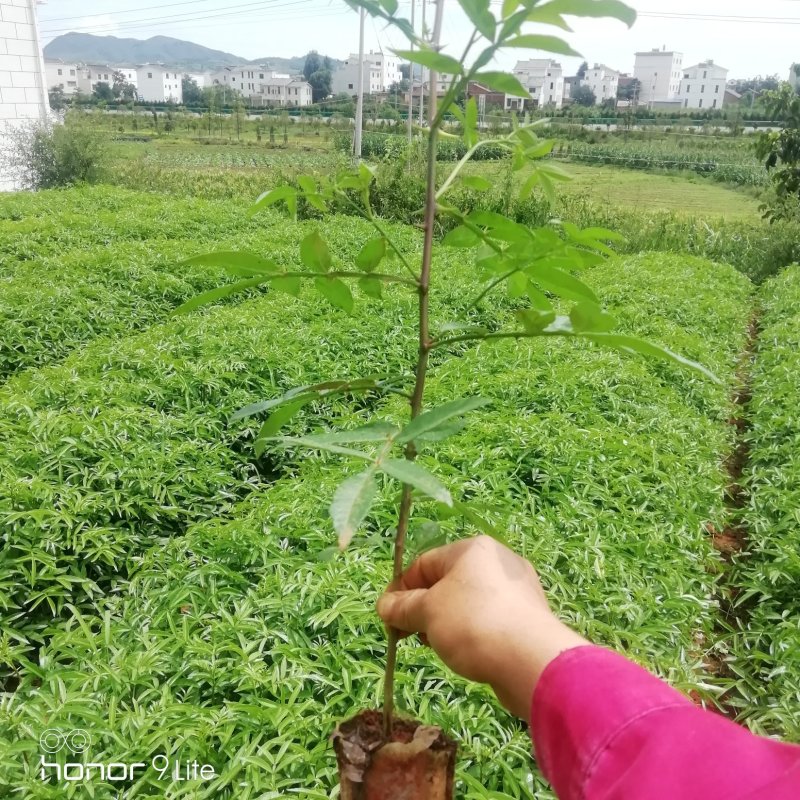 花椒苗
