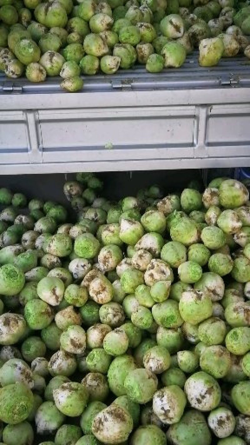 大头菜芥菜头孔明菜芥菜3两半以上每年9月左右上市