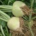 大头菜芥菜头孔明菜芥菜3两半以上每年9月左右上市
