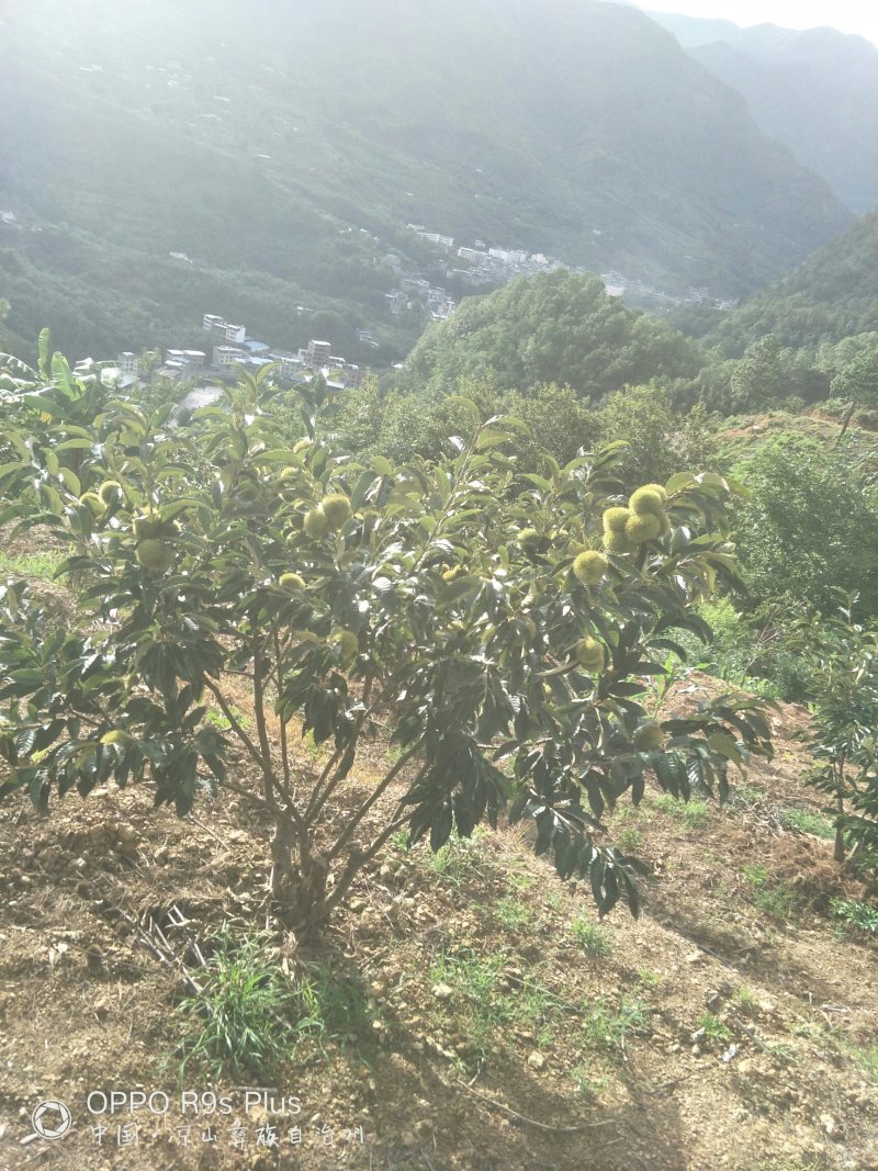板栗