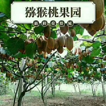 绿心猕猴桃