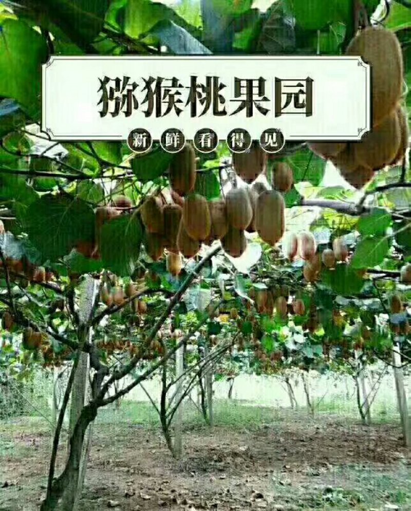 绿心猕猴桃