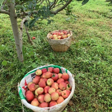 苹果