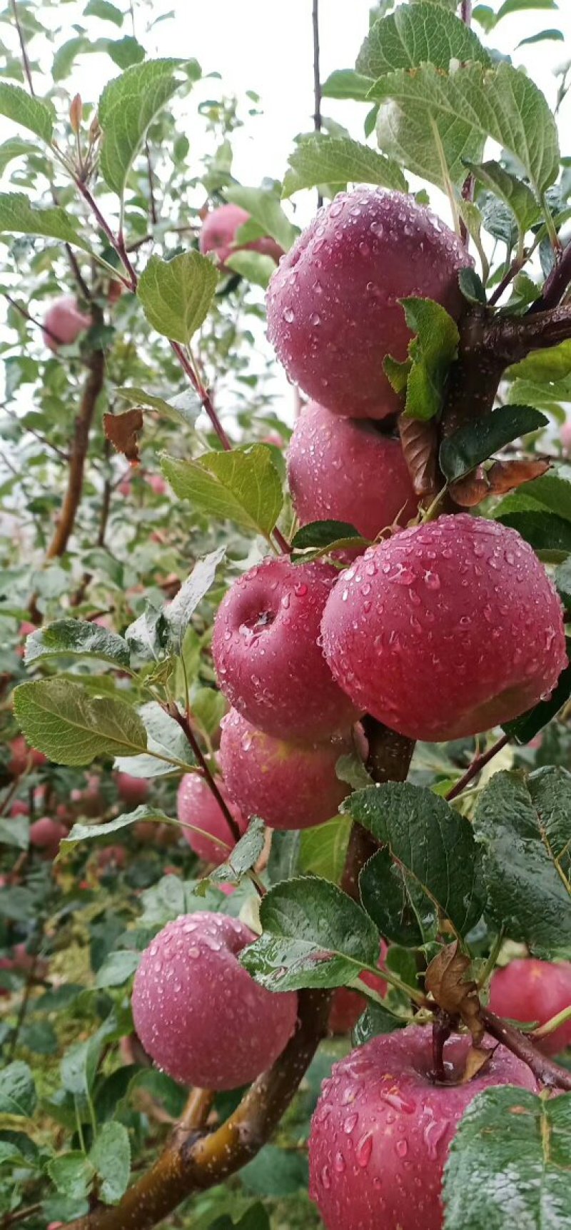 苹果