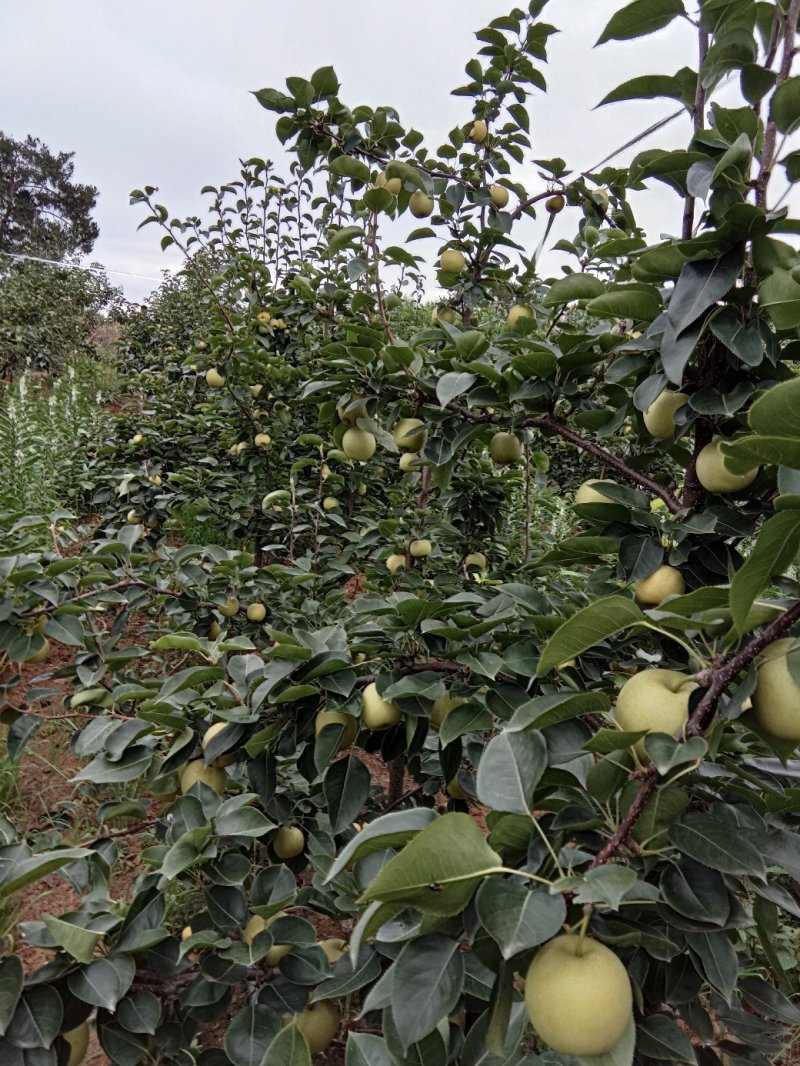 苹果梨，皮薄脆甜多汁，耐运输