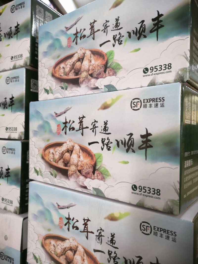 香格里拉新鲜松茸12-15cm产地一件代发批发包邮