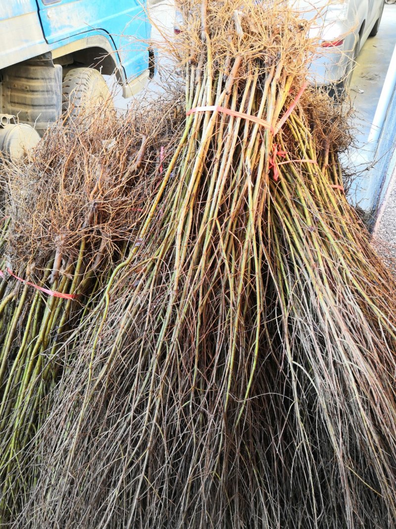 🌳冬桃树苗嫁接苗，当年结果全国包邮，果实爆满香甜可口。