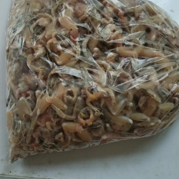 青蛙🐸黑斑蛙青蛙肉田鸡肉童年美味自家养殖，证件齐全