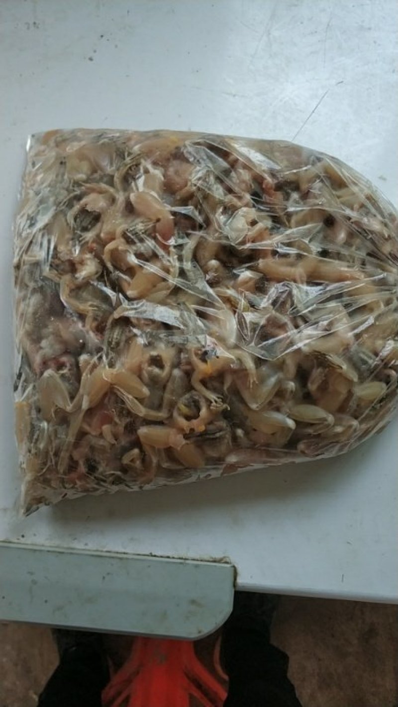 青蛙🐸黑斑蛙青蛙肉田鸡肉童年美味自家养殖，证件齐全