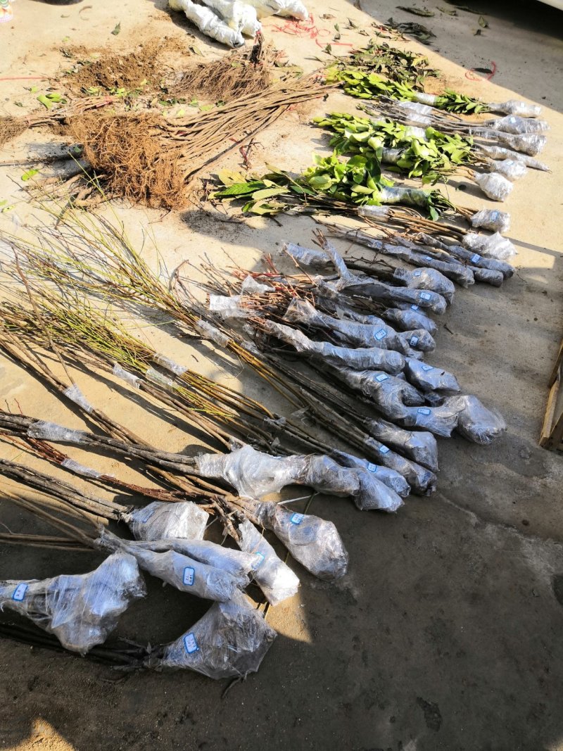 脆皮沙糖桔金桔二年嫁接苗，基地直销全国包邮保证质量纯度。