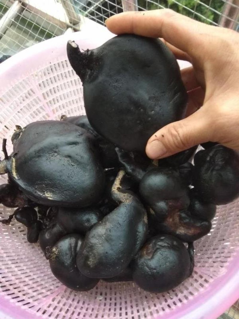 乌灵参野生乌灵参