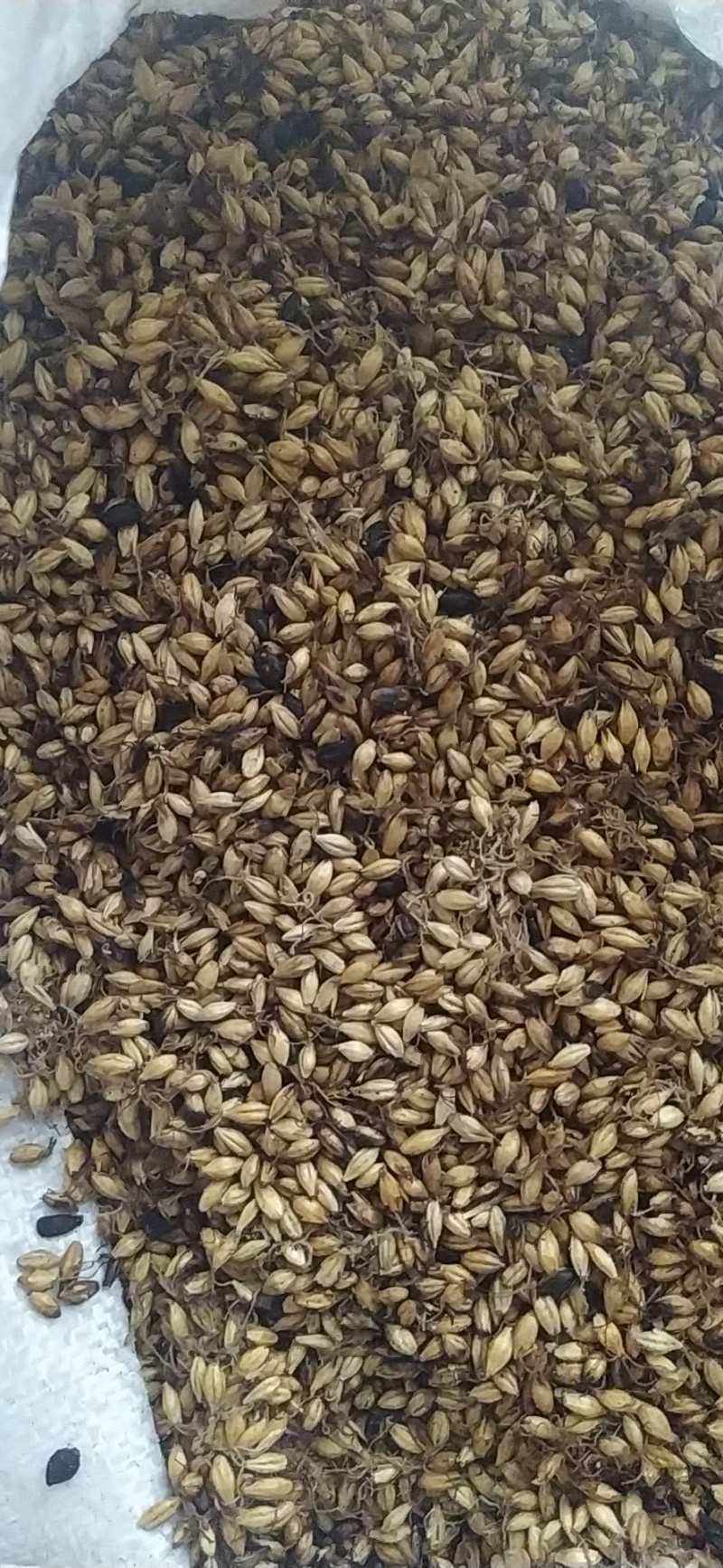 【炒麦芽】炒麦芽量大从优物美价廉产地直供