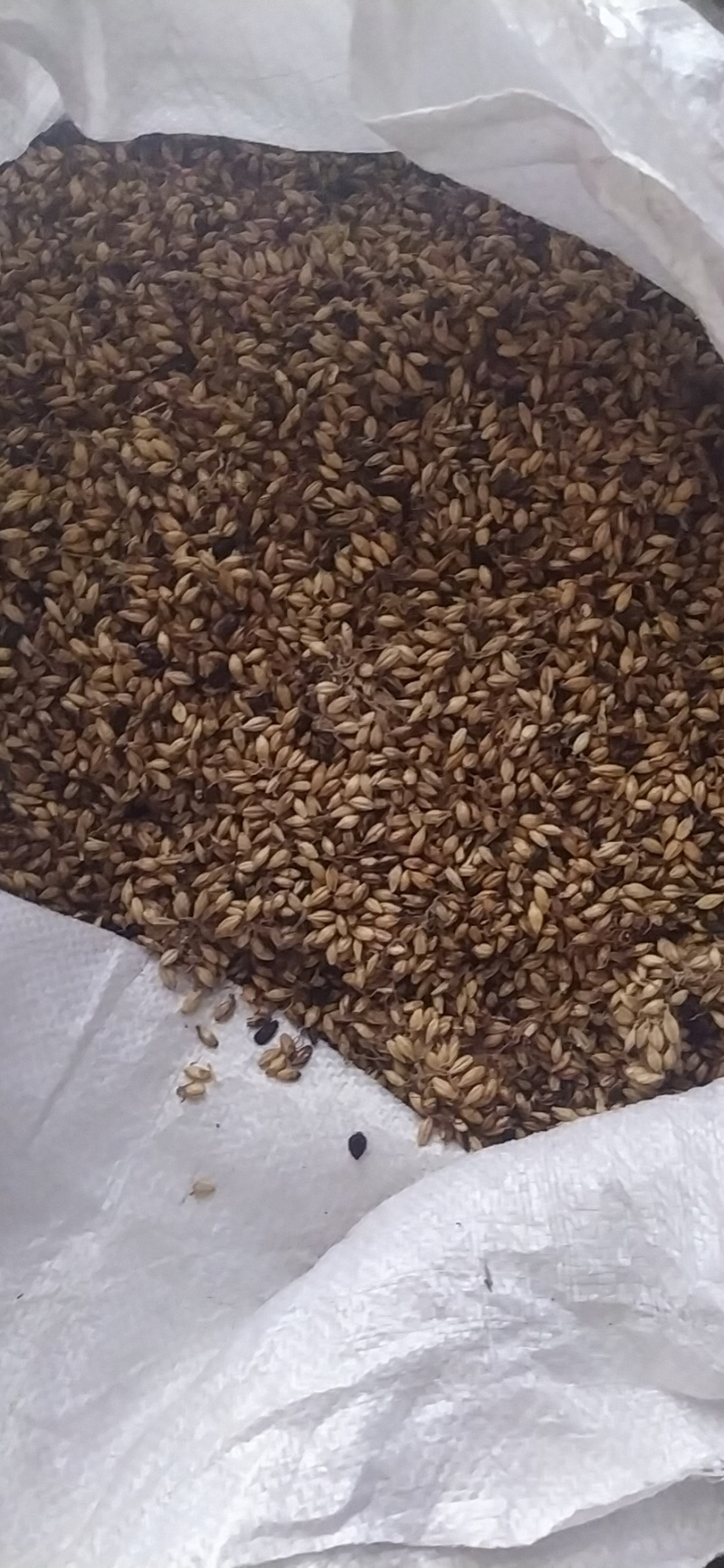 【炒麦芽】炒麦芽量大从优物美价廉产地直供