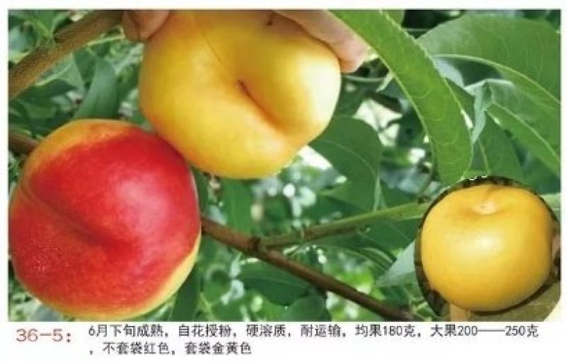 油蟠桃苗油蟠7桃苗油蟠7-7中油桃苗系列风味皇后