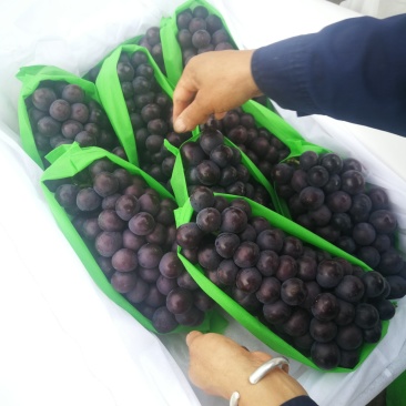 户太八号葡萄已经陆续上市，以品质求生存，以质量求合作。