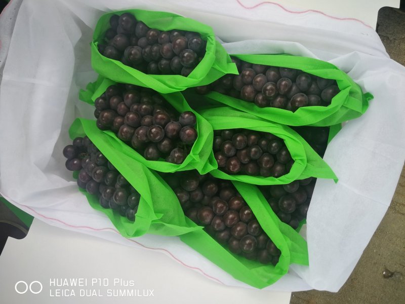 户太八号葡萄已经陆续上市，以品质求生存，以质量求合作。