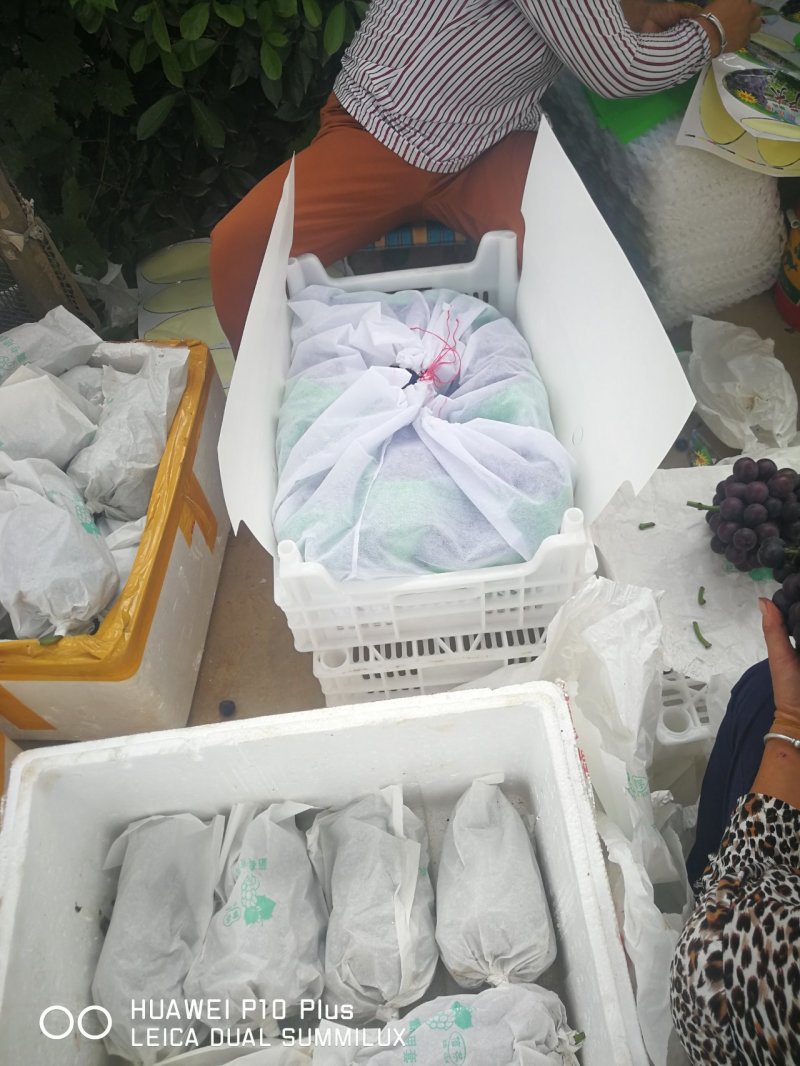 户太八号葡萄已经陆续上市，以品质求生存，以质量求合作。