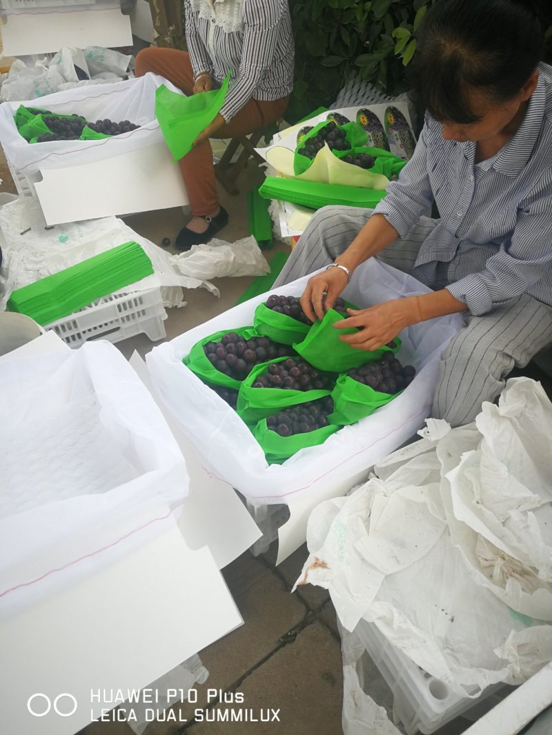 户太八号葡萄已经陆续上市，以品质求生存，以质量求合作。