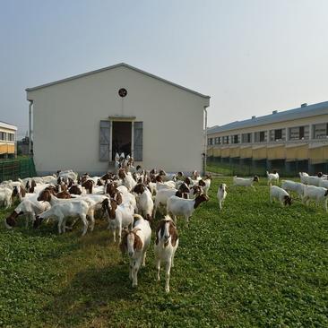 波尔山羊种羊怀孕羊送种羊包运输包成活牧场直销