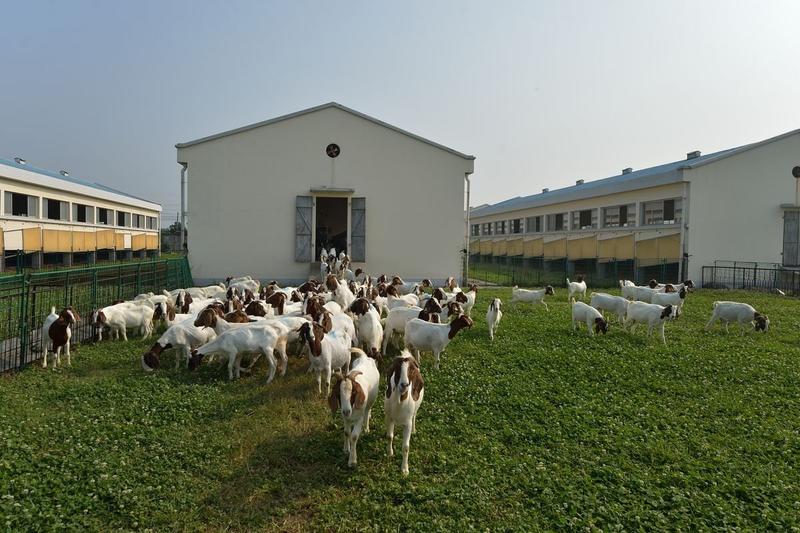 波尔山羊种羊怀孕羊送种羊包运输包成活牧场直销