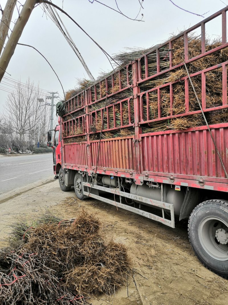 🌳冬桃树苗嫁接苗，当年结果全国包邮，果实爆满香甜可口。