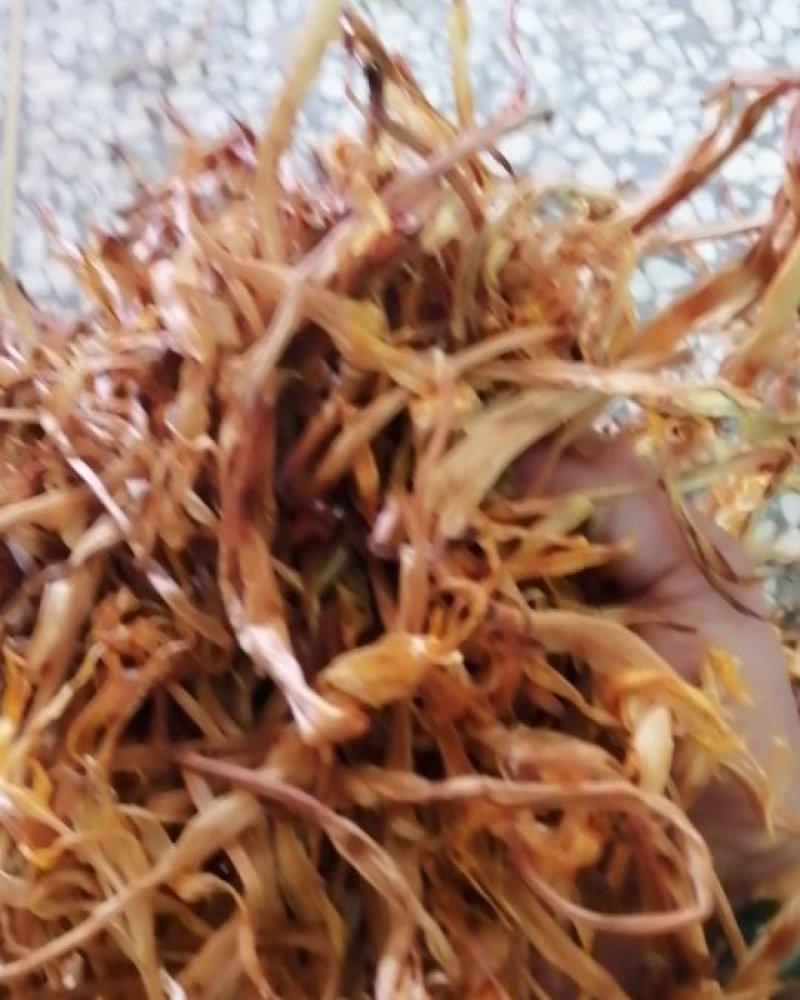 黄菜