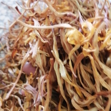黄菜