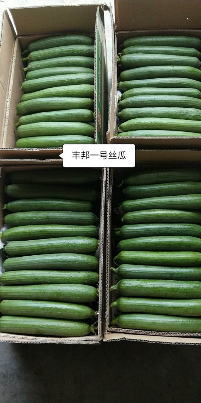 丰邦一号短帮油皮丝瓜种籽原袋发货支持线上交易