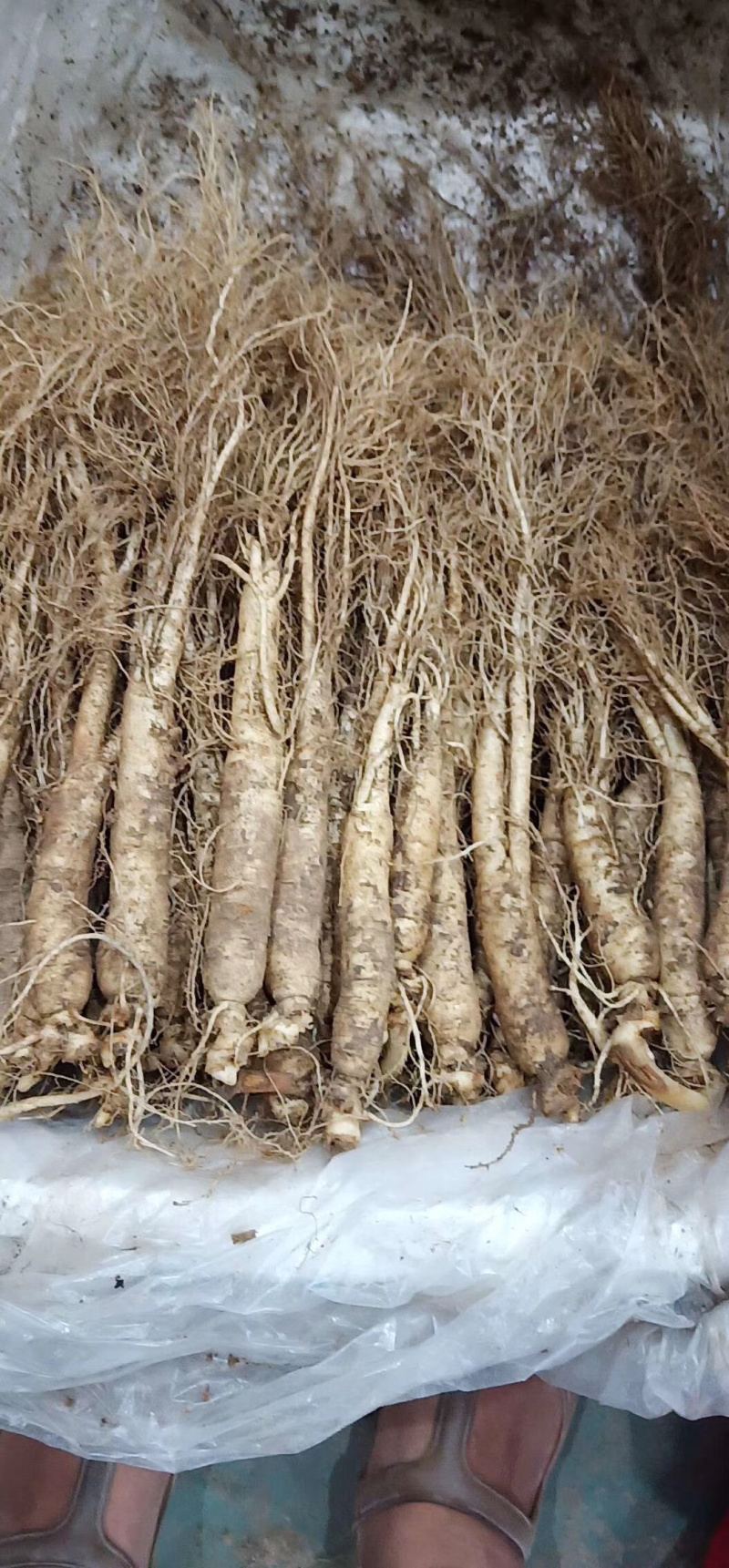 新鲜人参