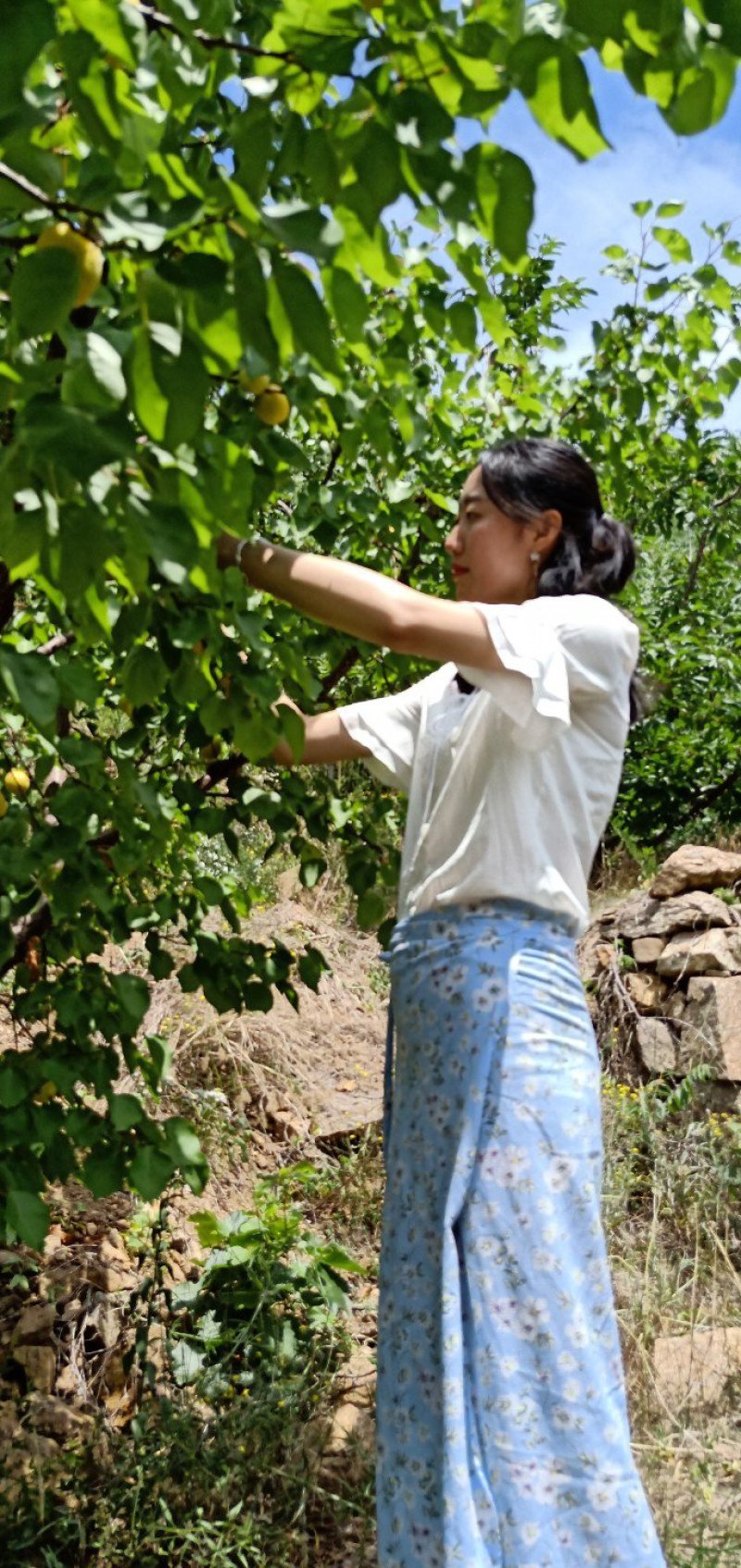 杏树苗荷兰香蜜杏树苗产地直供品种纯正包活