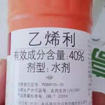 乙烯利葡萄棉花，早成熟、着色好产量高