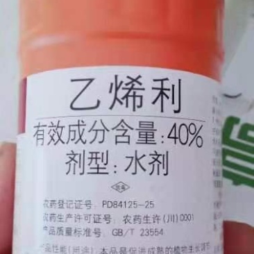 乙烯利葡萄棉花，早成熟、着色好产量高