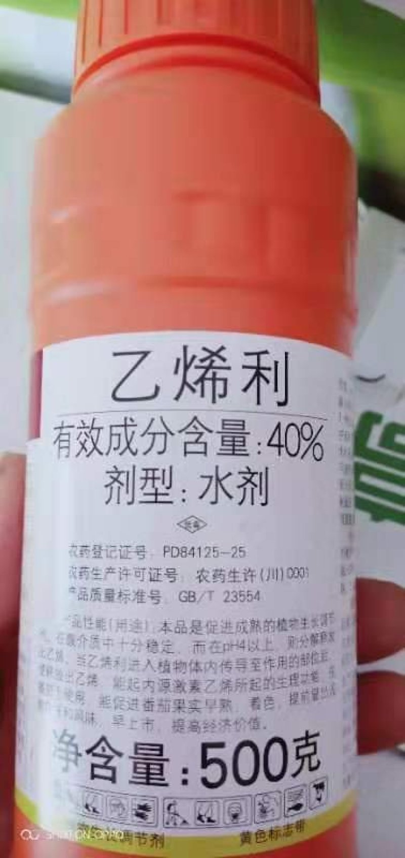 乙烯利葡萄棉花，早成熟、着色好产量高
