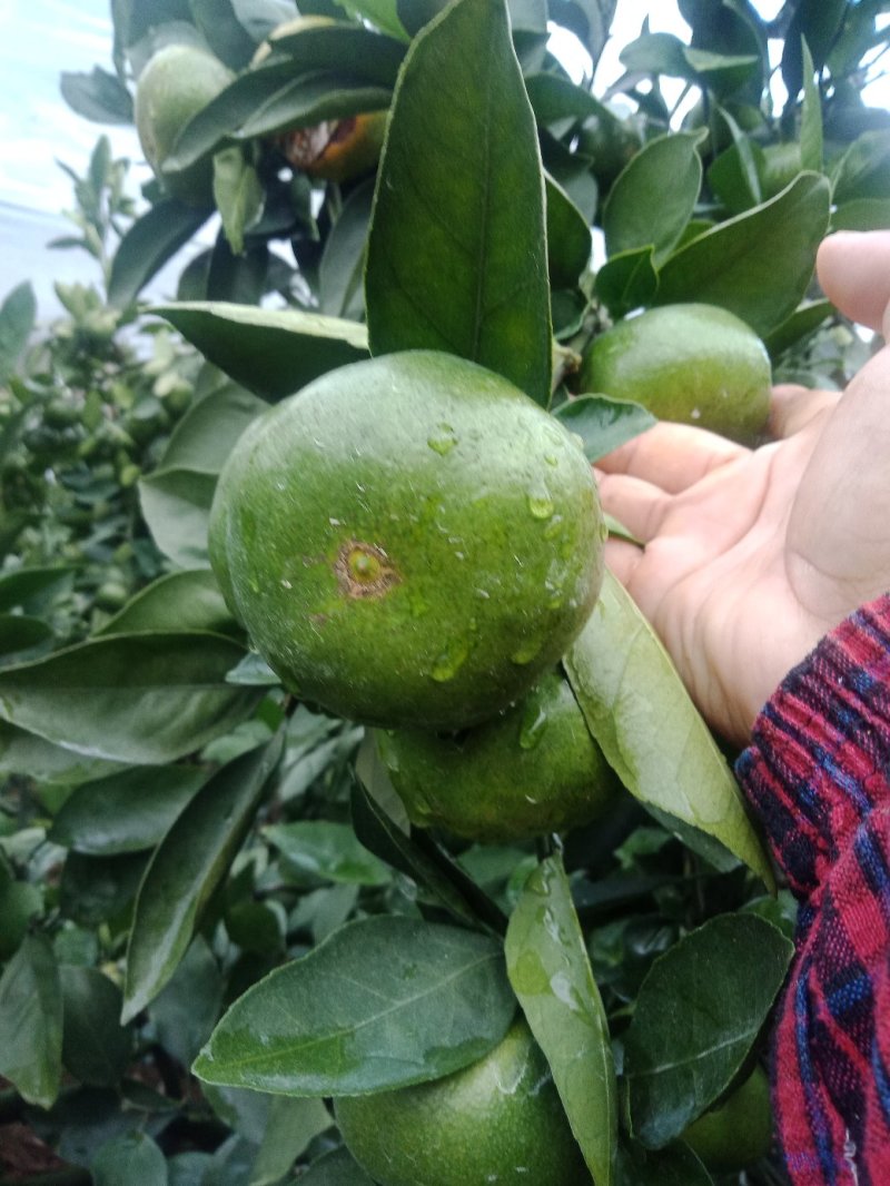 预售寻乌蜜橘特早熟8月份上市。