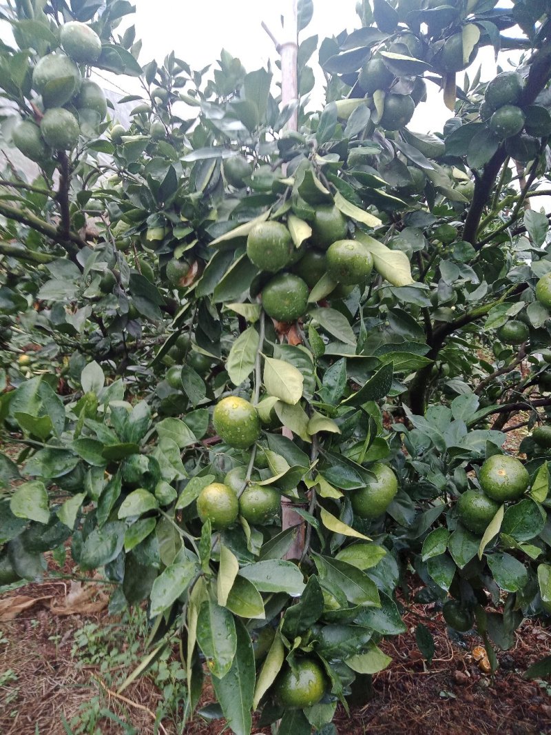 预售寻乌蜜橘特早熟8月份上市。