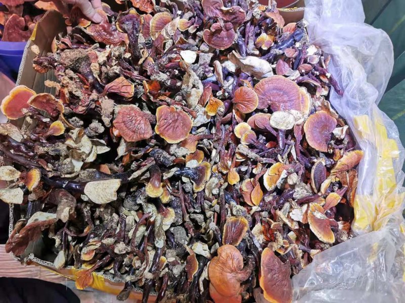 西藏八一野生白心灵芝头期货