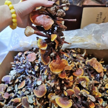 西藏八一野生白心灵芝头期货