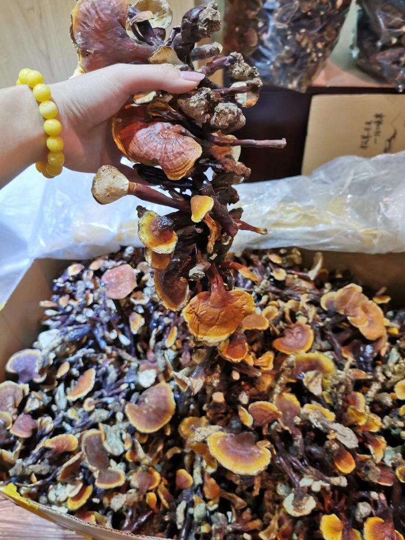 西藏八一野生白心灵芝头期货