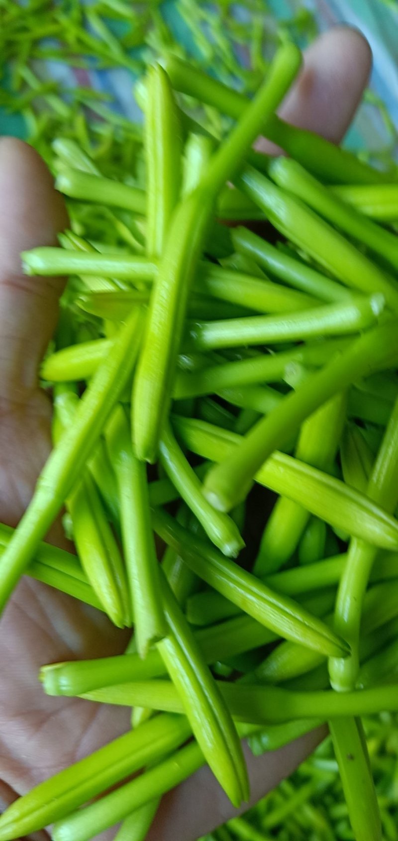 鲜黄花菜