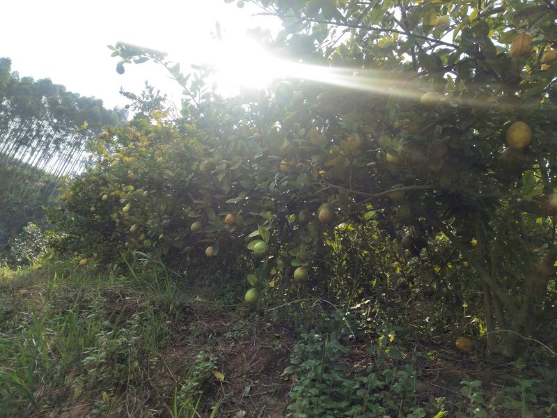 香水柠檬自家种植无污染欢迎各位老板前来采购