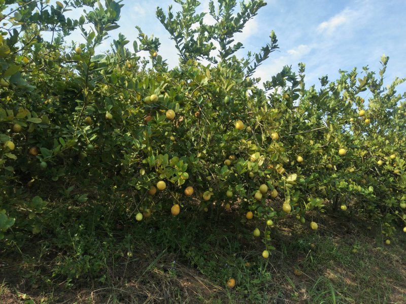 香水柠檬自家种植无污染欢迎各位老板前来采购