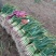 蒜苗50~60cm
