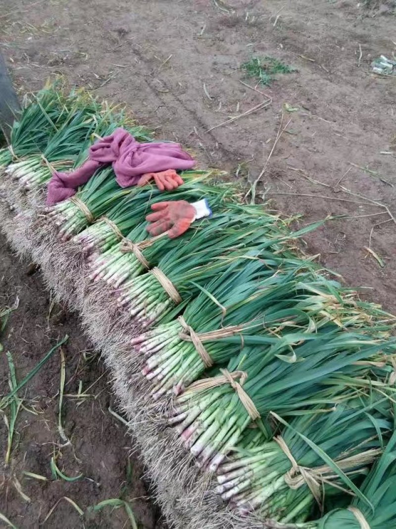 蒜苗50~60cm