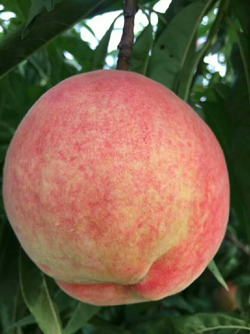 水蜜桃