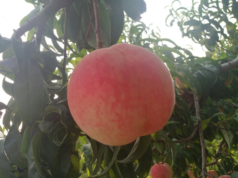 水蜜桃